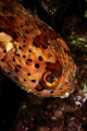 Balloonfish
Tetraodontidae
