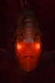 The Parasite eating the fish alive.
