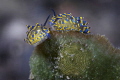 Dance/ When my dive guide found this cute spouse, I smiled underwater. They was dancing and mattng, so romantic.