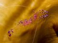 'Eggs inside' from Lembeh. Taken with Olympus E-20 in Titan housing with macro lense and two Sea&Sea YS-90DX strobes.