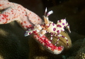 Tiny Harlequin Shrimp prepares its lunch on a star fish which may last the shrimp endlessly.
