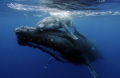 An emotional bond between mother and calf.
