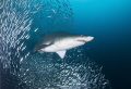 Sand tiger shark, Carcharias taurus off the North Carolina coast.