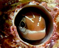 Tiny tube Blennie, Cabo Pulmo National preserve
