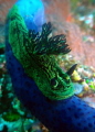 I found this Nembrotha kubaryana somewhere in the Komodo National Park.