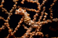 A Lembeh Pygmy Seahorse shot in Tulamben, Bali. Nikon D200 and 60mm lens.