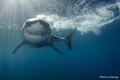 Great white shark approaching the cage - Isla Guadalupe
