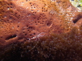 Spotted Cleaner Shrimp