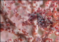 Pygmy sea horse 60mm D300