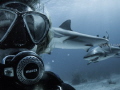While doing a Shark Dive with Stuart Coves in Bahamas, I snapped this 