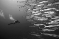 A school of barracuda with diver.