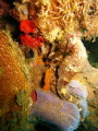 Seahorse in Portobelo, Panama very tricky to spot.