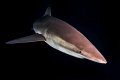 Night dive whit Silky,s