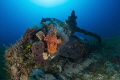 This little engine wreck from world war 2 sits by its self on a sandy bottom at around 20 meters. I used a Nikon d7100 with toknina 10-17 mini dome and 2 x inon strobes,and nauticam housing. F6.3- 1/160 iso 200