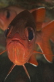Black bar soldier fish portrait in Maui, Hawaii.