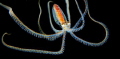 Night dive. Near surface.Swim Planctonic octopus.