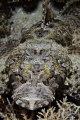 Laying Low - Crocodile Fish