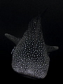 Fly by and Why? Why do Whale Sharks have such an amazing pattern? Can not be camouflage right? If it is camouflage from what? Always perplexed me this and would love to know your ideas. Whale Shark - Rhincodon typus. G10-iso100-f3.5-1/100