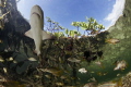 A baby lemon shark patrols the shallows of a mangrove creek on Eleuthera Island, Bahamas.
