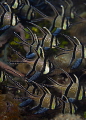 Banggi Cardinal Fish