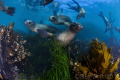 Sea Lions playing