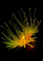 mediterranean flame
