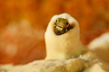 Secretary Blenny near Captain Don's Habitat