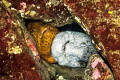 Wolf Eel Couple