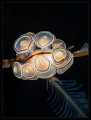 the lamp