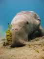 Dugong dugon feeding on seagrass, accompanied by juvenile pilot jacks