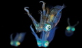 Night dive. Longfins squids.