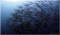 School of Jacks taken with a compact camera and a wide angle conversion lens while diving first time in Twin Rocks, Anilao. also my 1st UW  photography trip. Slight current at that time.