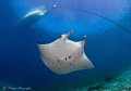 My First Manta. /  Each time I go into the ocean, I look forward with great anticipation to new encounters. While in Palau, Micronesia, I had such a first with a manta. Ascending to the surface at German Channel, a well known Manta cleaning station,