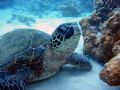 Turtle poses for the camera. Maui, Hawaii.