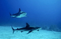Karabian Sharks