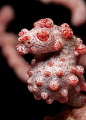 Aqua Equine -- Pygmy Seahorse