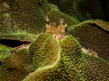You can hide but ya' can't run....

Raggy Scorpianfish - Scorpaenopsis venosa. Ang Thong Marine Park, Thailand. EM5-250-f14-iso200-Oly 12-50mm @ 43mm Macro-Inon D2000