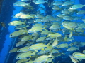 School of Smallmouth Grunts (Haemulon chrysargyreum) under the Salt Pier in Bonaire