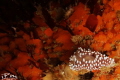 Silvertip Nudibranch , Sony Rx100 , standard flash
