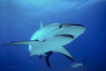 Carabian Sharks
