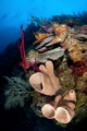 Layers of Babylon   /  To me, this reef scene represents all that is the Cayman Islands...rich in diversity, colors and life.