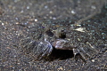 Peacock flounder