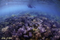 Shallow soft coral off the Island of Caqalai.