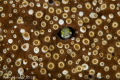 Connect the Dots  /  This blennie really caught my eye as it stood out against the coral...and when I processed the image it reminded me of a connect the dot picture.