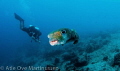 Fish and diver - wide angle shot. The fish came so close and was very curious.