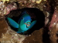 Parrotfish sleeping