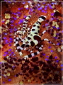 Coleman Shrimp with parasitic head