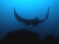 A large population of Manta Rays has been documented to regularly come to the Isla Plata on Ecuador's coast during summer months. Scientists have identified hundreds of individuals using photo identification and the count continues...