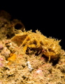 Its a shrimp very small one .. I saw it when i was taking shot for cleaner shrimp then i saw this baby in same place