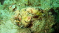 Scorpion fish very camouflaged almost looks like it's got coral growing all over it.